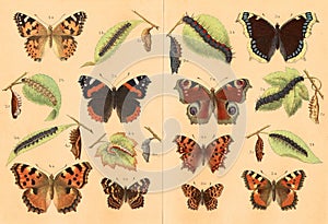 Lithography of butterflies