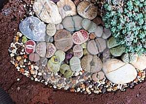 Lithops Living stone