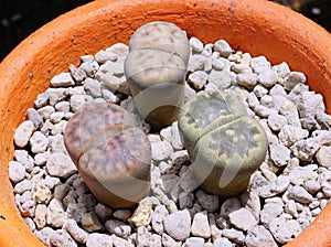 Lithops (Living stone), Cactus