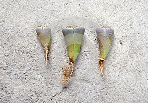 Lithops (Living stone), Cactus with bare roots