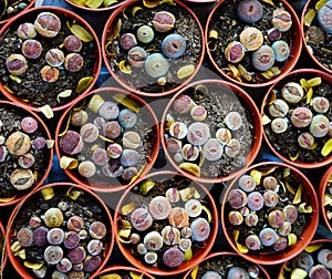 Lithops