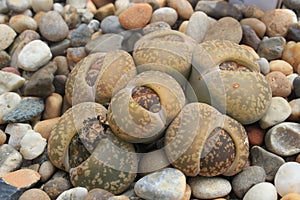 Lithops / living stones, succulent plants, Gothenburg botanical garden