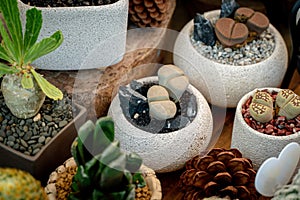 Lithops planting in plastic pot. Lithops is interesting plants from southern Africa and become popular with growers of succulents