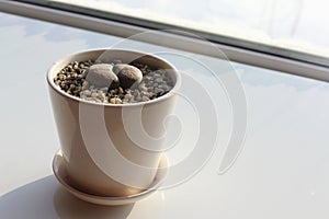 Lithops on the windowsill. Plant