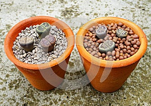 Lithops (Living stone), Cactus