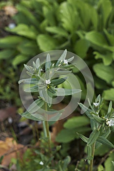 Lithospermum arvense in bloom