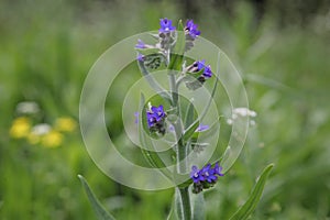 Lithospermum purpurocaeruleum