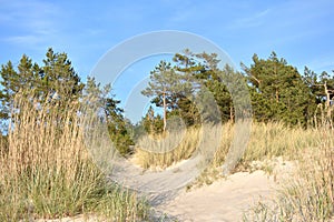 Lithuania landscape.Beautiful sand dunes near Baltic sea