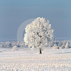 Lithuania nature.Oak tree on a snowy field.