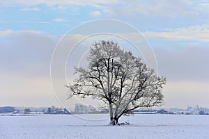 Lithuania,place near city Siauliai. Sunny ,but cold winter day