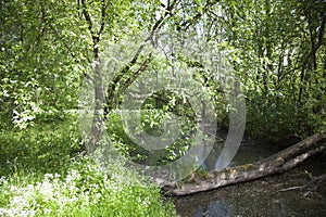 Lithuania\'s Wild Forest In Late Spring