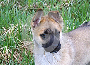 A young charming black-faced puppy with grass in his teeth photo