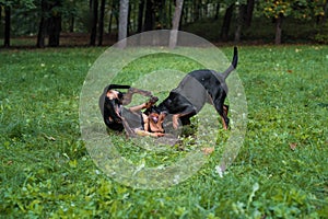 Lithuanian Hound Dogs Playng on the grass.