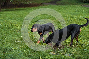 Lithuanian Hound Dogs Playng on the grass.