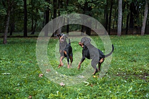 Lithuanian Hound Dogs Playng on the grass.