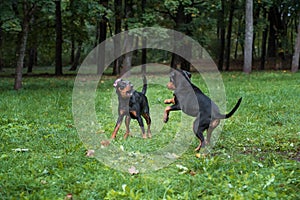 Lithuanian Hound Dogs Playng on the grass.