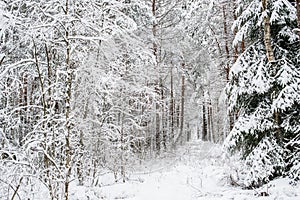 Lithuanian winter