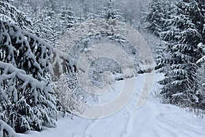 Lithuanian wintry landscape.White road in snowy forest.