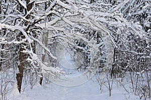 Lithuanian wintry landscape.White road in snowy forest.
