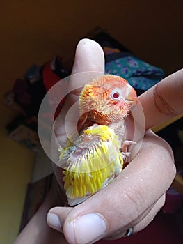 Is a Litle bird in budidaya from indonesia