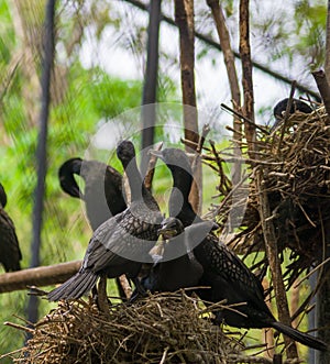 Litle black shag on his nest