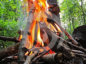 litle campfire in the forest 2