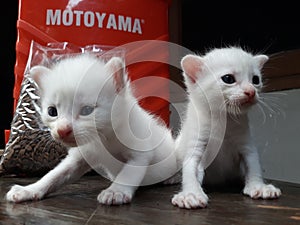 Litle cat in 1 month