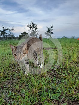 Litle cat in the morning at the mountain in java, Indonesia