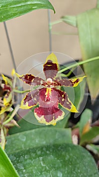 A litle dark red yellow orchid