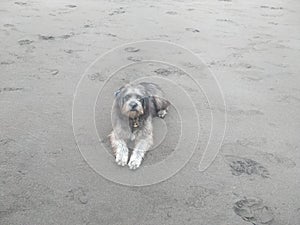 Litle Dog At The Sanur Beach Bali