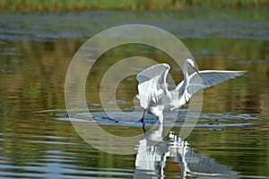 litle egret hunting for food