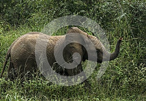 Litle elephant walks in the grass