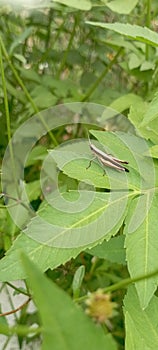 Litle Grasshopper stay at leaf