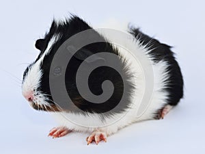 Litle guinea pig
