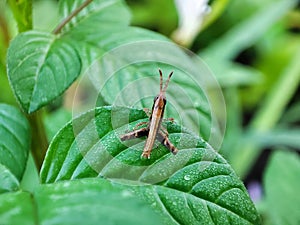 A litle insect Walk on leaves