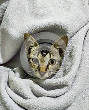 Litle kitty in the blanket
