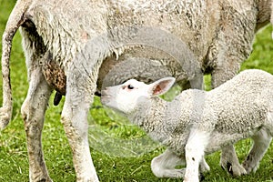 Litle lamb feeding