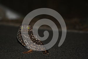 Litle Owl