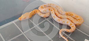 Litle Snake albino red eye in side