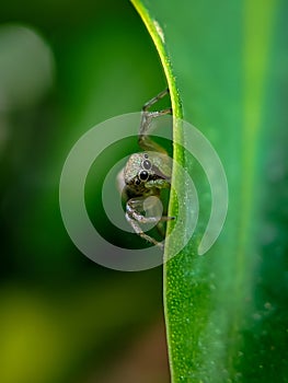 Litle spider hiding behind the leaf