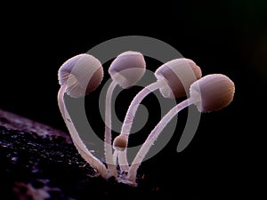 Litle white Mushrooms with dark background