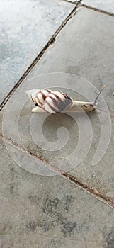 Litle zebra like snail on floor