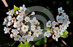 Litlle white flowers