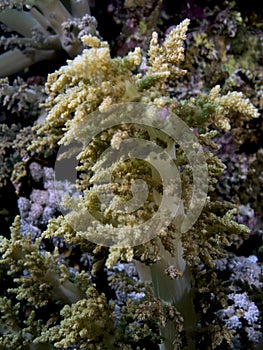 Litophyton arboreum (Broccoli coral) in the Red Se