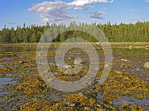 Litoral zone at low tide photo