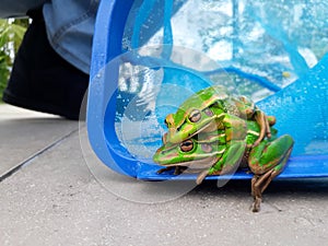 Litorea Aurea in Amplexus