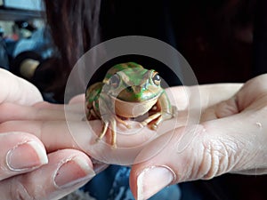 Litoria Aurea, the Ground Dwelling Tree Frog