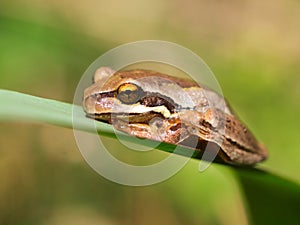 Litoria ewingii