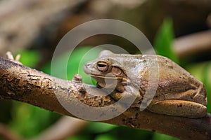 Litoria Frog