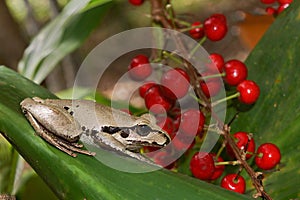 Litoria Wilcoxi frog